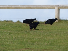 Pyrrhocorax pyrrhocorax pyrrhocorax