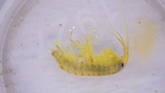 Gammarus