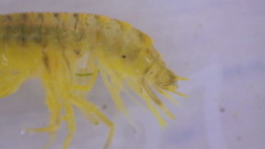 Gammarus