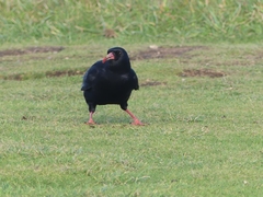 Pyrrhocorax pyrrhocorax pyrrhocorax