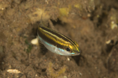 Scolopsis affinis
