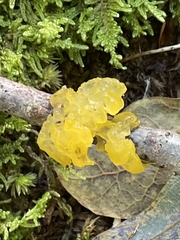 Tremella mesenterica