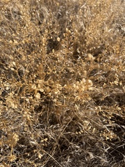 Lepidium perfoliatum