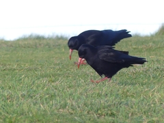 Pyrrhocorax pyrrhocorax pyrrhocorax