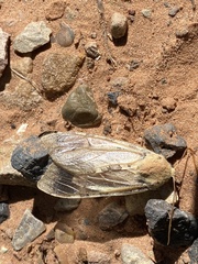 Pseudohemihyalea edwardsii