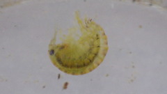Gammarus