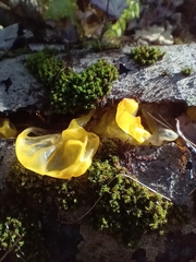 Tremella mesenterica