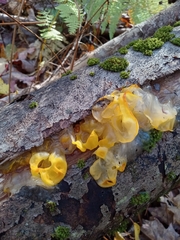Tremella mesenterica