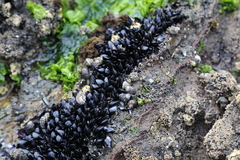 Xenostrobus neozelanicus