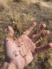 Lepidium perfoliatum