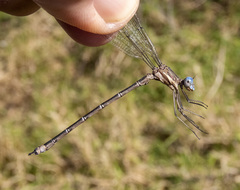 Archilestes californicus