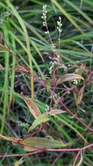 Persicaria punctata