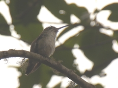Elliotomyia chionogaster