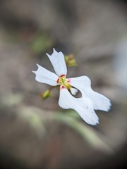 Stylidium calcaratum