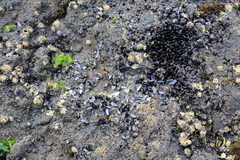 Xenostrobus neozelanicus