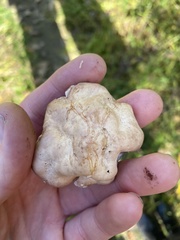 Trichoderma peltatum