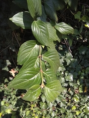 Cornus mas