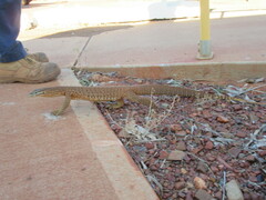 Varanus panoptes rubidus
