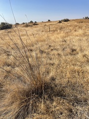 Leymus cinereus