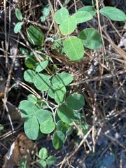 Lespedeza hirta