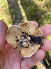 Trichoderma peltatum