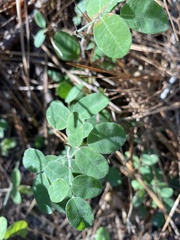 Lespedeza hirta