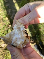 Trichoderma peltatum