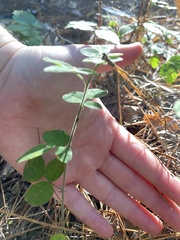 Lespedeza hirta