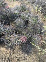 Corynopuntia invicta