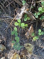 Lespedeza hirta