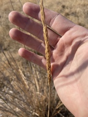 Leymus cinereus