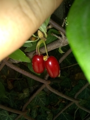 Cornus mas