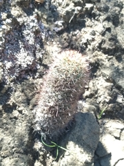 Mammillaria dioica dioica