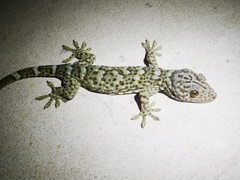 Gekko reevesii