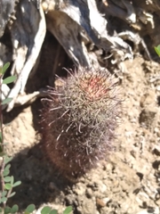 Mammillaria dioica dioica