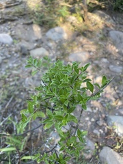 Lippia carterae