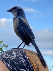 Aphelocoma coerulescens