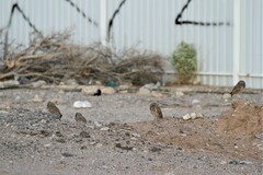 Athene cunicularia hypugaea