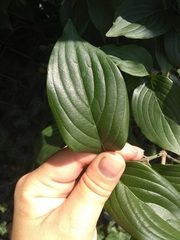 Cornus mas