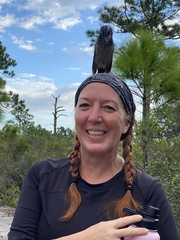 Aphelocoma coerulescens