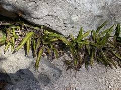 Blechnum polypodioides
