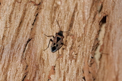 Xanthochilus saturnius