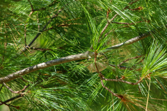 Leiothlypis peregrina