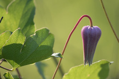Clematis reticulata