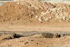 Athene cunicularia hypugaea