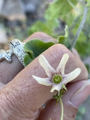Polystemma cordifolium