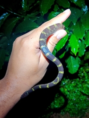 Lycodon travancoricus