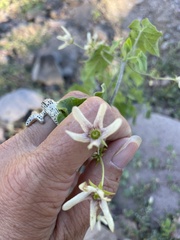 Polystemma cordifolium