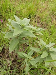 Aldama buddlejiformis