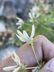 Polystemma cordifolium
